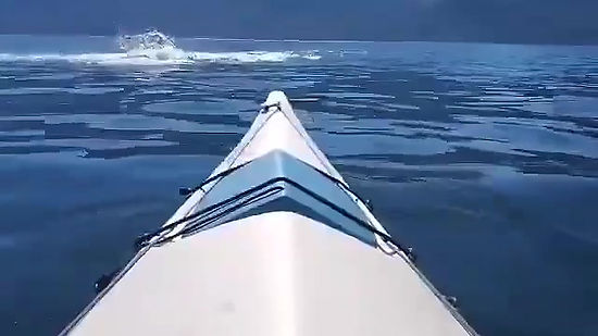 Encounter with Pacific White Sided Dolphins